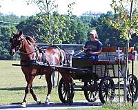 chestnut-see-picsc-horse