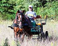 husband-safe-morgan-horse