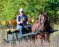 all-around-morgan-horse