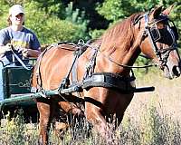 gentle-morgan-horse