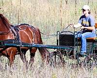 driving-morgan-horse