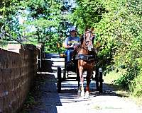 gaited-morgan-horse