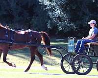 lesson-morgan-horse