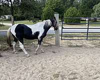 dark-bay-white-horse