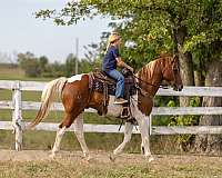 beginner-safe-kid-pony-quarter-horse