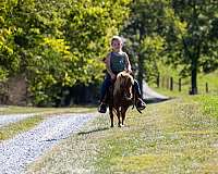 kid-safe-pony