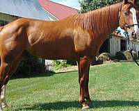 quarter-horse-for-sale