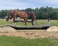 trail-horse