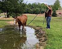 trail-riding-horse