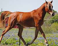 arabian-horse