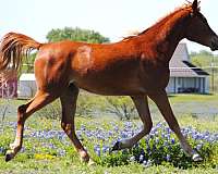 black-chestnut-filly-for-sale