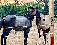 dressage-friesian-horse