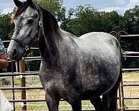 equitation-friesian-horse