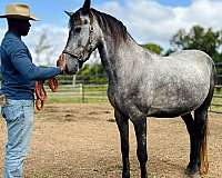 unicorn-friesian-horse