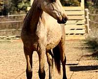 gelding-friesian-horse