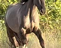 eventing-friesian-horse