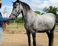 grey-friesian-gelding