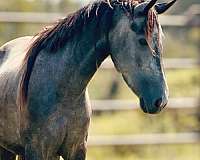 gelding-horse