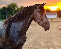 grey-friesian-horse