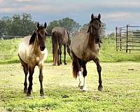 all-around-friesian-horse