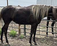 all-around-breeding-rocky-mountain-horse