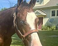 overo-apha-aqha-colt-yearling