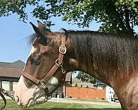 overo-apha-aqha-horse