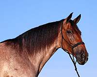 family-horse-tennessee-walking