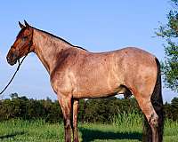 trail-horse-tennessee-walking