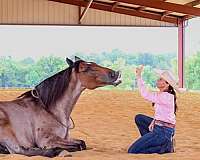 twhbea-tennessee-walking-horse