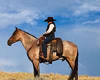 gentle-horse-tennessee-walking