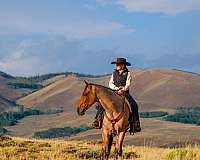 horse-for-sale-tennessee-walking