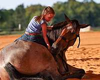 gun-safe-horse-tennessee-walking