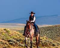 western-horse-tennessee-walking