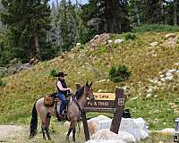 western-dressage-horse-tennessee-walking