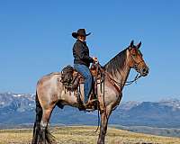 tennessee-walking-horse