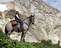 gaited-horse-tennessee-walking