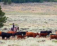 trail-horse-for-sale-tennessee-walking