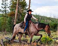 traffic-safe-horse-tennessee-walking