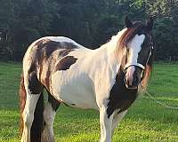 tobiano-horse