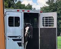 bay-white-gypsy-vanner-horse