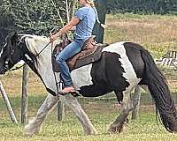 thick-tail-gypsy-vanner-horse