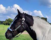 ultrasound-gypsy-vanner-horse