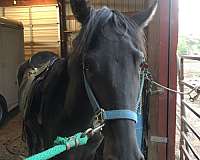 black-tennessee-walking-mare