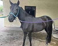 black-twhbea-horse