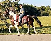 tobiano-see-pictures-horse