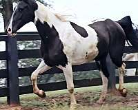 trail-riding-spotted-saddle-horse