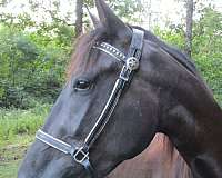 black-star-on-forehead-small-left-hind-sock-horse