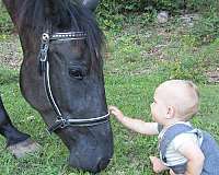 star-on-forehead-small-left-hind-sock