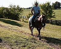 beginner-quarter-horse